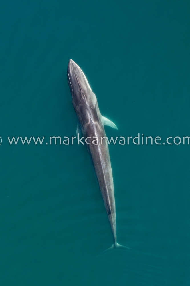 Fin whale (Balaenoptera physalus)