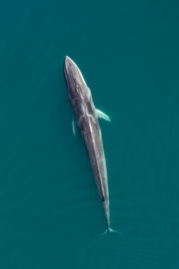 Image of Fin whale (Balaenoptera physalus) - Baja California, Mexico, North Pacific, aerial
