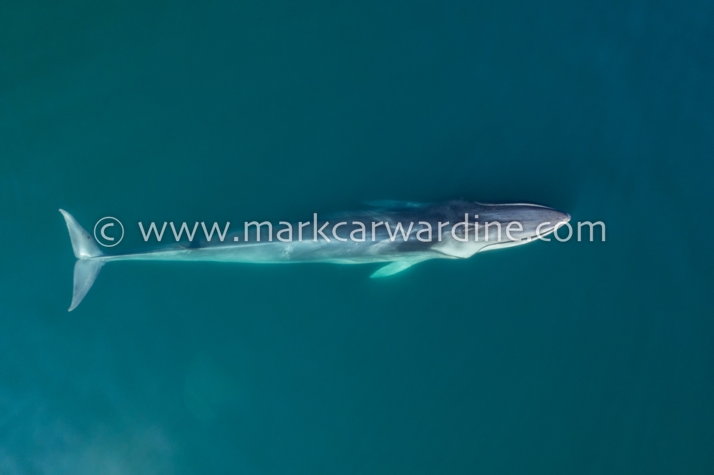 Fin whale (Balaenoptera physalus)