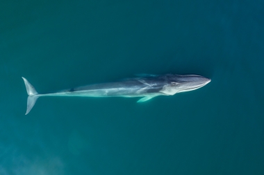 Image of Fin whale (Balaenoptera physalus) - Baja California, Mexico, North Pacific, aerial