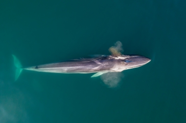 Image of Fin whale (Balaenoptera physalus) - Blowing or spouting, Baja California, Mexico, North Pacific, aerial