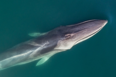 Image of Fin whale (Balaenoptera physalus) - Baja California, Mexico, North Pacific, aerial