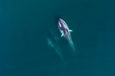 Image of Fin whale (Balaenoptera physalus) - Feeding, Baja California, Mexico, North Pacific, aerial