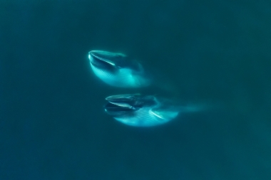 Image of Fin whale (Balaenoptera physalus) - Feeding pair, showing expanded throat pleats, Baja California, Mexico, North Pacific, aerial