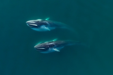 Image of Fin whale (Balaenoptera physalus) - Feeding pair, Baja California, Mexico, North Pacific, aerial