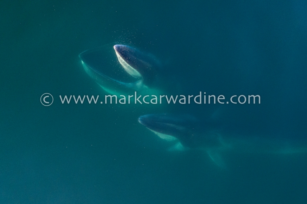 Fin whale (Balaenoptera physalus)