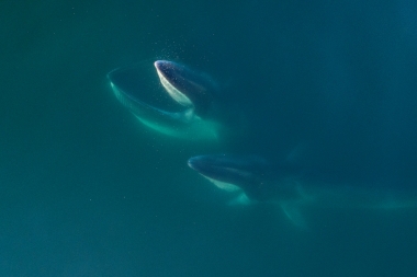 Image of Fin whale (Balaenoptera physalus) - Feeding pair, Baja California, Mexico, North Pacific, aerial