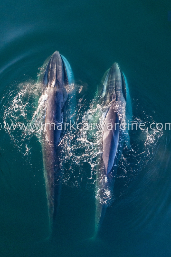 Fin whale (Balaenoptera physalus)