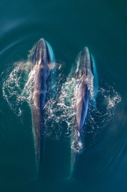 Image of Fin whale (Balaenoptera physalus) - Feeding pair,  Baja California, Mexico, North Pacific, aerial