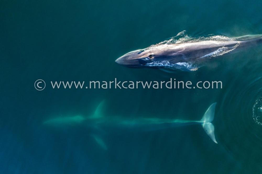 Fin whale (Balaenoptera physalus)