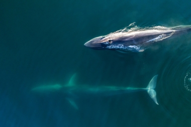 Image of Fin whale (Balaenoptera physalus) - Baja California, Mexico, North Pacific
Aerial