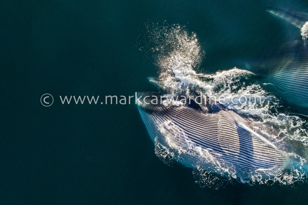 Fin whales (Balaenoptera physalus)