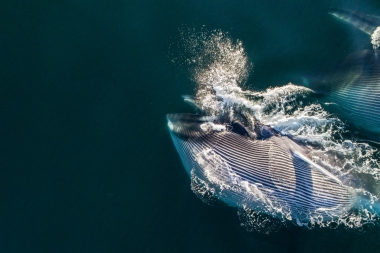 Image of Fin whales (Balaenoptera physalus) - Feeding, showing expanded throat pleats, Baja California, Mexico, North Pacific, aerial