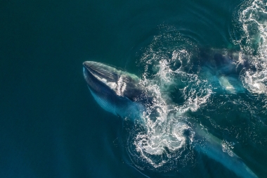 Image of Fin whale (Balaenoptera physalus) - Feeding, Mexico, North Pacific, aerial