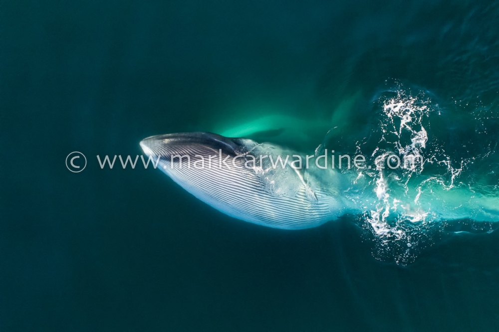 Fin whale (Balaenoptera physalus)