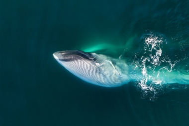 Image of Fin whale (Balaenoptera physalus) - Feeding pair,  showing expanded throat pleats, Baja California, Mexico, North Pacific, aerial