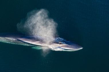 Image of Fin whale (Balaenoptera physalus) - Blowing or spouting, Baja California, Mexico, North Pacific, aerial