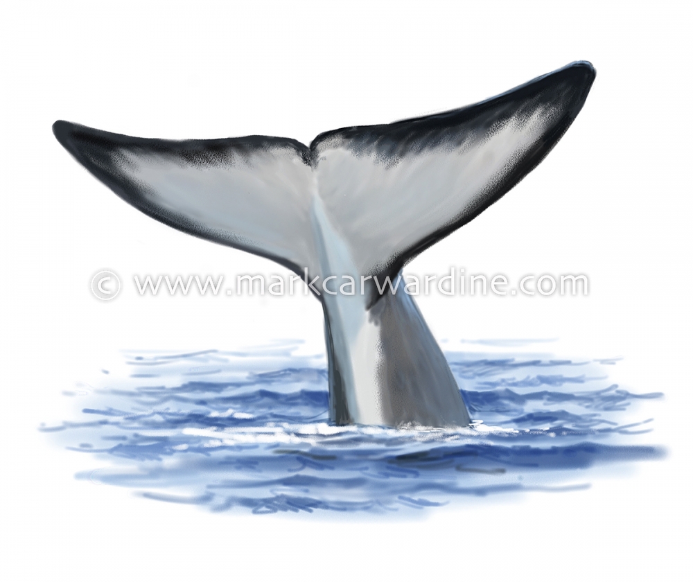 Fin whale (Balaenoptera physalus)