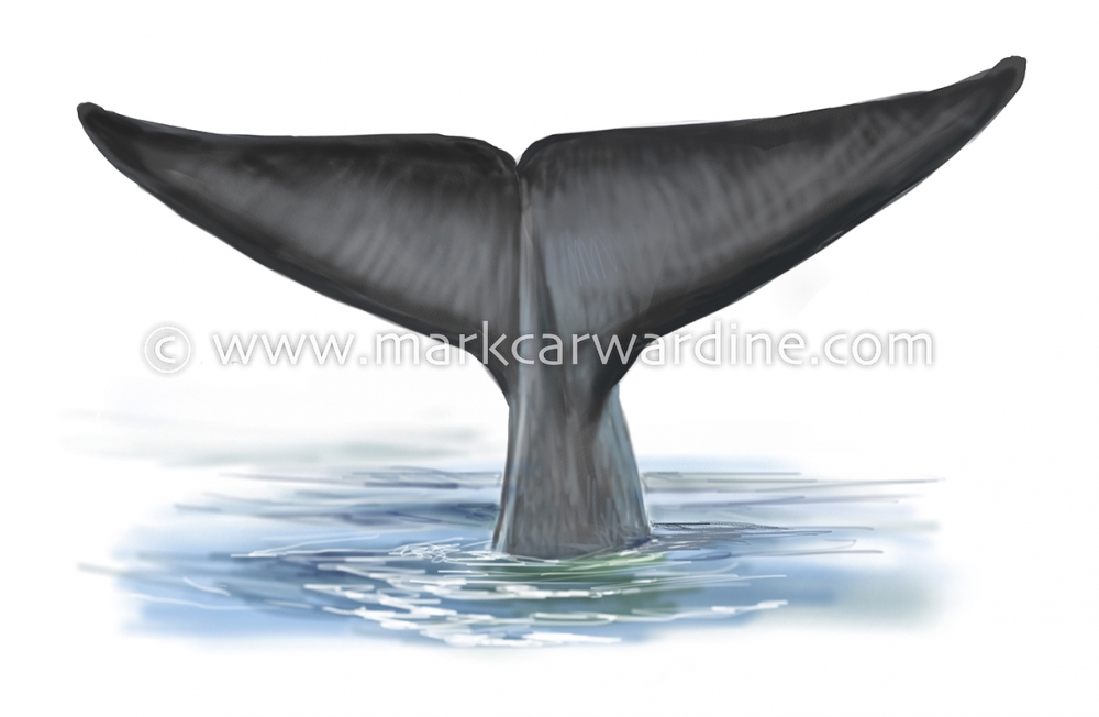 Blue whale (Balaenoptera musculus)