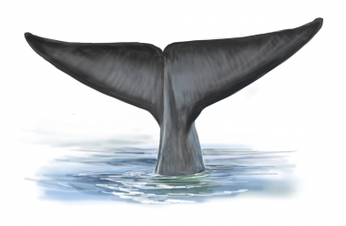 Image of Blue whale (Balaenoptera musculus) - Fluking