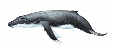 Image of Humpback whale (Megaptera novaeangliae) - Calf