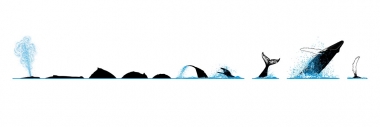 Image of Humpback whale (Megaptera novaeangliae) - Dive sequence