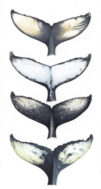 Image of Humpback whale (Megaptera novaeangliae) - Fluke comparisons, undersides vary from virtually all black to vitually all white with countless combinations of black and white in between