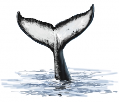 Image of Humpback whale (Megaptera novaeangliae) - Fluke
