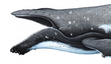 Image of Humpback whale (Megaptera novaeangliae) - Adult with mouth open