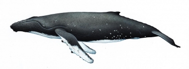 Image of Humpback whale (Megaptera novaeangliae) - Adult male northern hemisphere
