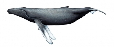 Image of Humpback whale (Megaptera novaeangliae) - Adult female northern hemisphere