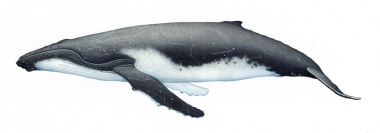Image of Humpback whale (Megaptera novaeangliae) - Adult southern hemisphere