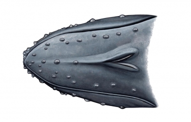 Image of Humpback whale (Megaptera novaeangliae) - Top of head or rostrum, showing tubercles, each of which are about size of golf ball