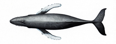 Image of Humpback whale (Megaptera novaeangliae) - Topside