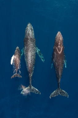 Image of Humpback whale (Megaptera novaeangliae) - Mother, calf and male escort. Baja California, Mexico, North Pacific, aerial