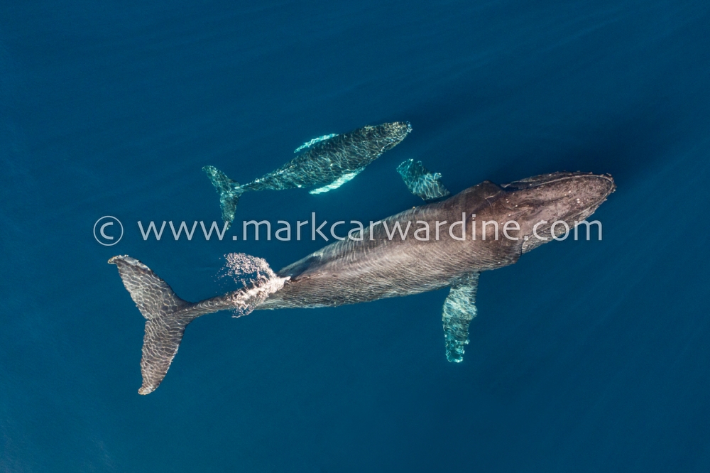 Humpback whale (Megaptera novaeangliae)