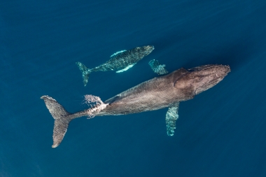 Image of Humpback whale (Megaptera novaeangliae) - Mother and calf, Baja California, Mexico, North Pacific, aerial