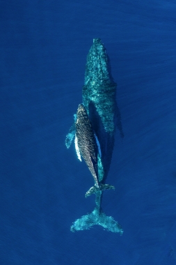 Image of Humpback whale (Megaptera novaeangliae) - Mother and calf, Baja California, Mexico, North Pacific, aerial