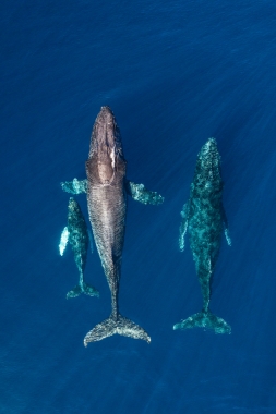 Image of Humpback whale (Megaptera novaeangliae) - Mother, calf and male escort, Baja California, Mexico, North Pacific, aerial