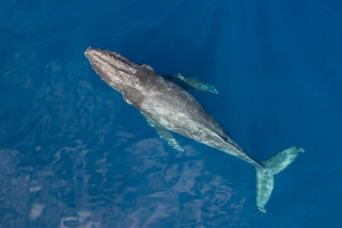 Image of Humpback whale (Megaptera novaeangliae) - Baja California, Mexico, North Pacific, aerial