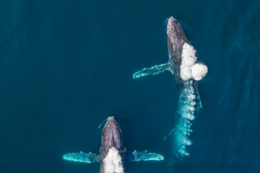 Image of Humpback whale (Megaptera novaeangliae) - Part of rowdy or competitive group (blowing bubbles), Baja California, Mexico, North Pacific, aerial