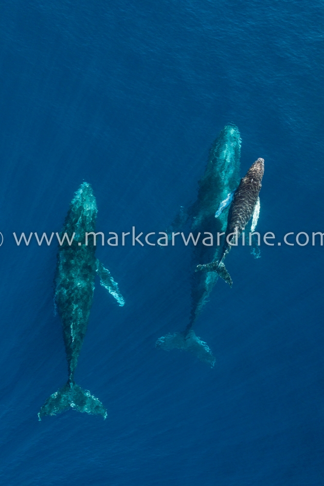 Humpback whale (Megaptera novaeangliae)