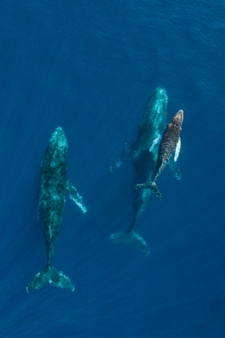 Image of Humpback whale (Megaptera novaeangliae) - Mother, calf and male escort, Baja California, Mexico, North Pacific, aerial