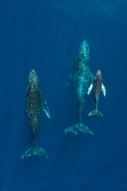 Image of Humpback whale (Megaptera novaeangliae) - Mother, calf and male escort, Baja California, Mexico, North PacificAerial