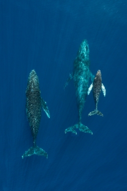 Image of Humpback whale (Megaptera novaeangliae) - Mother, calf and male escort, Baja California, Mexico, North Pacific
Aerial