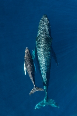 Image of Humpback whale (Megaptera novaeangliae) - Mother and calf, Baja California, Mexico, North Pacific, aerial