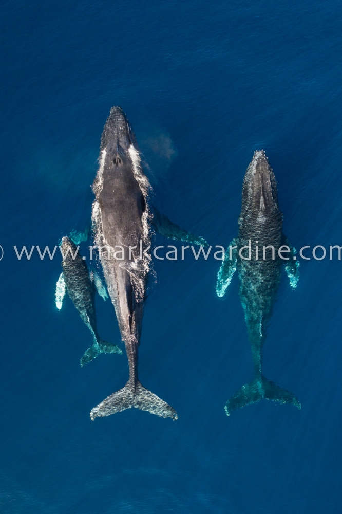 Humpback whale (Megaptera novaeangliae)