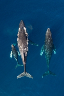 Image of Humpback whale (Megaptera novaeangliae) - Mother, calf and male escort, Baja California, Mexico, North Pacific, aerial