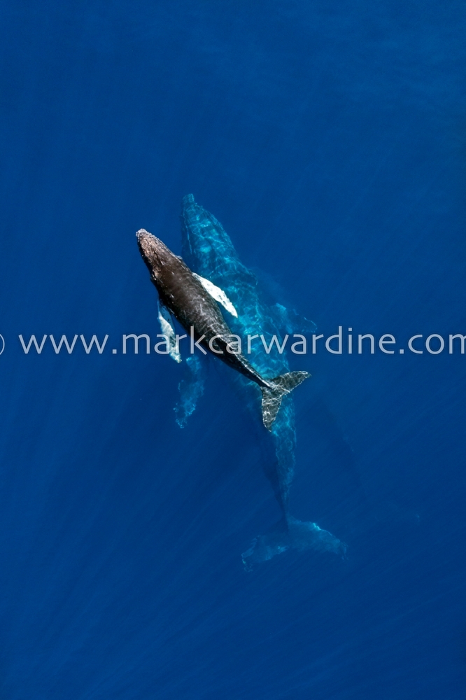 Humpback whale (Megaptera novaeangliae)