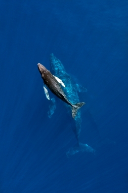 Image of Humpback whale (Megaptera novaeangliae) - Mother and calf, Baja California, Mexico, North Pacific, aerial
